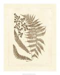 Sepia Ferns III