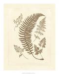 Sepia Ferns IV