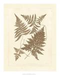 Sepia Ferns VI