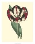 Antique Tulip IV