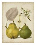 Harvest Pears I