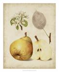 Harvest Pears II