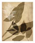 Pressed Leaf Assemblage II