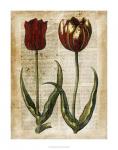 Antiquarian Tulips IV
