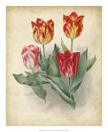 Tulip Florilegium