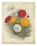 Ranunculus Florilegium I