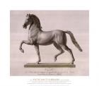 Horse for an Equestrian Statue, (The Vatican Collection)