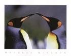 King Penguins