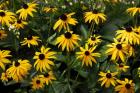 Black-Eyed Susans