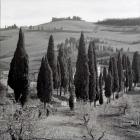 Tuscany IV