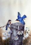 Bluebirds With Daisies 3