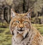 Lynx