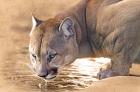 Cougar Drinking Water