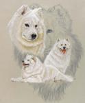 Samoyed