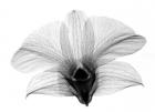 Dendrobium On Back  X-Ray Orchid