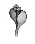 Giant (Channel) Whelk  X-Ray
