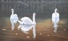 Back Lit Swans