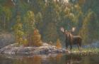North Country Moose