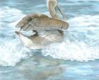Pelican Surf