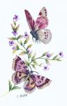 Butterfly in Lilac