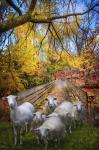 Autumn Sheep