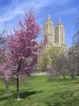 Central Park Spring Colors
