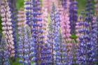 Blue Pink Lupine Flowers