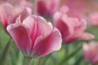 Tulip Mirella Pink