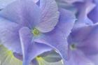 Blue Hortensia