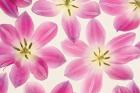Cerise Pink Tulips