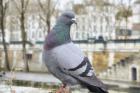 Dove on Seine Quay Wall