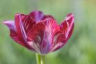 Ruby Rembrandt Tulip