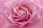Rose Pink Rose