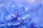 Blue Hydrangea Close Up