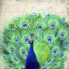 Royal Peacock