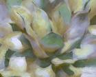 Agave Forms II