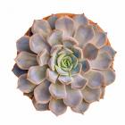 Succulent Cut Out 12