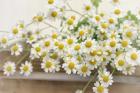 Bunch of Chamomile