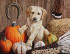 Pumpkin Harvest Puppy