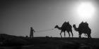 Camel Trip, Jordan