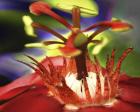 Red Watter Lilly