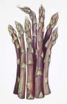 Asparagus