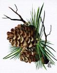 Pine Cone