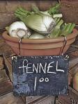 Fennel