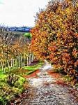 Walnut Avenue In Autumn Umbria