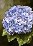 Blue Hydrangea