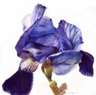 Blue Iris