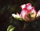 Pink Rose Bud With Dewdrops