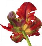 Red Parrot Tulip