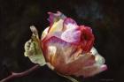 Open Pink Rose Bud